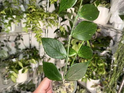 Hoya polyneura - Plant