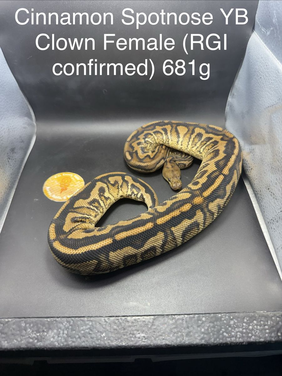 Cinnamon Spotnose Yellowbelly Clown Female