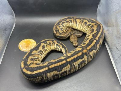 Cinnamon Spotnose Yellowbelly Clown Female