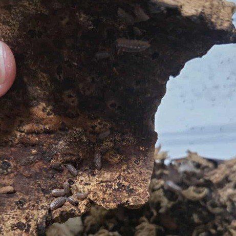 klugii clowns isopods