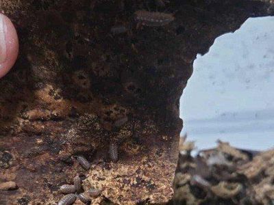 klugii clowns isopods