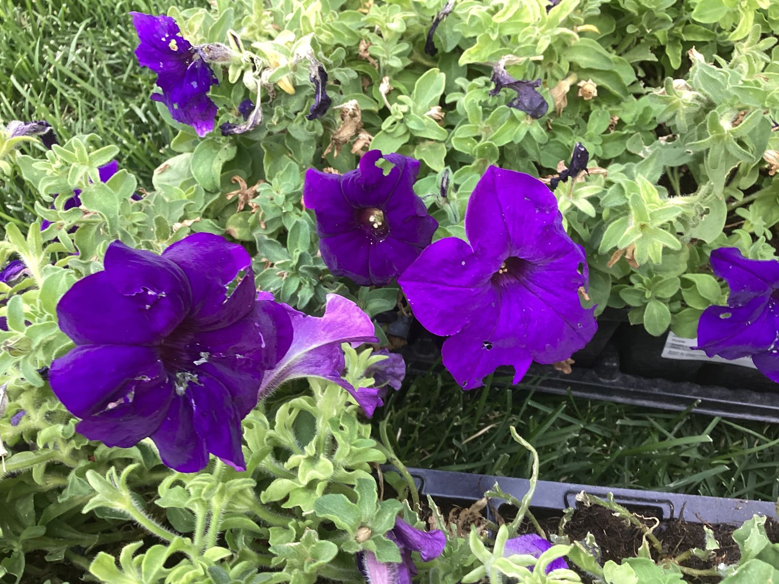 Purple Petunias 1 1/2 Flat