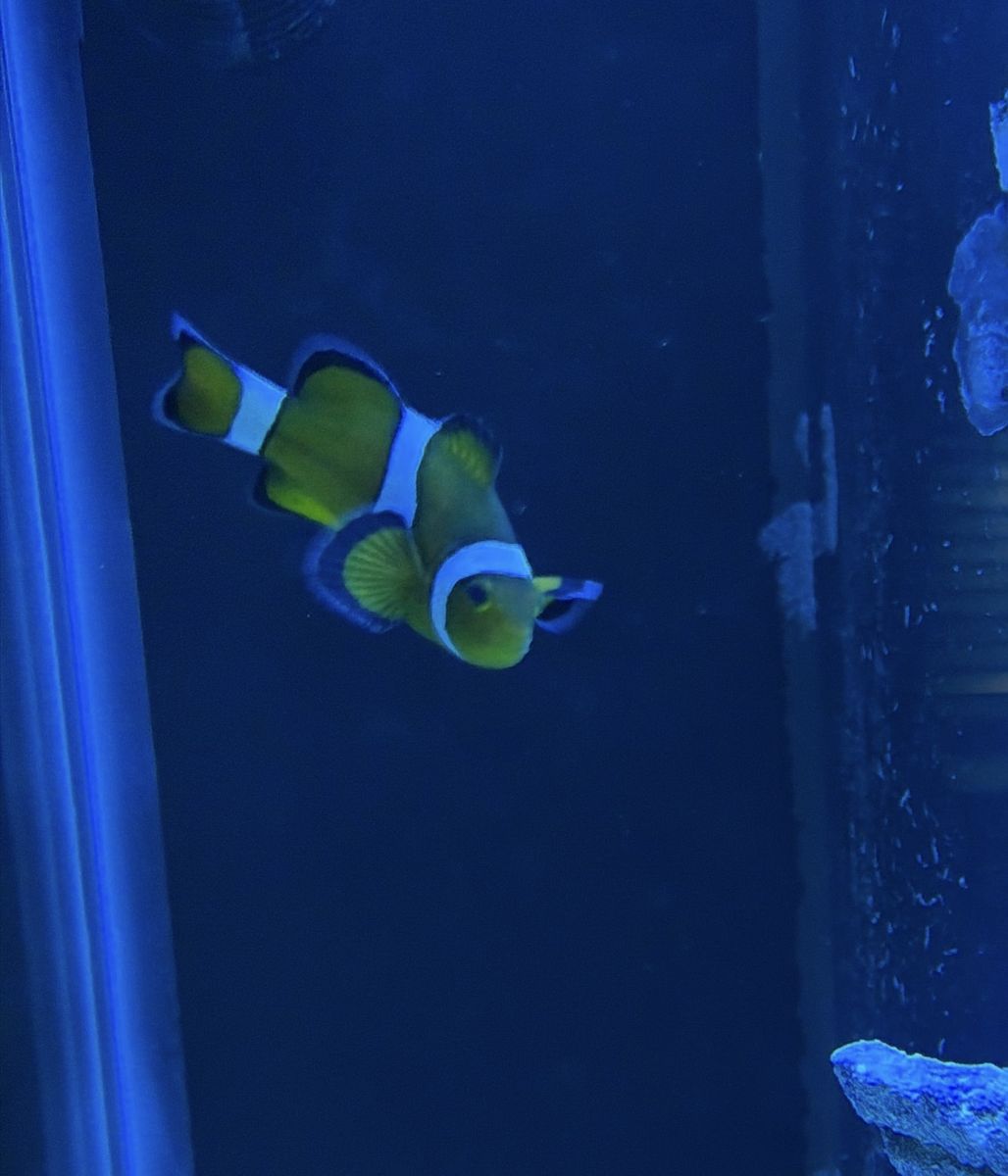 Vibrant Clownfish for Sale - Live Saltwater Fish, Tank-Bred