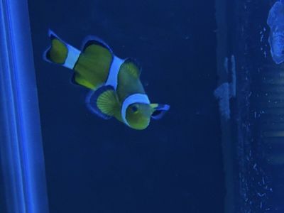 Vibrant Clownfish for Sale - Live Saltwater Fish, Tank-Bred