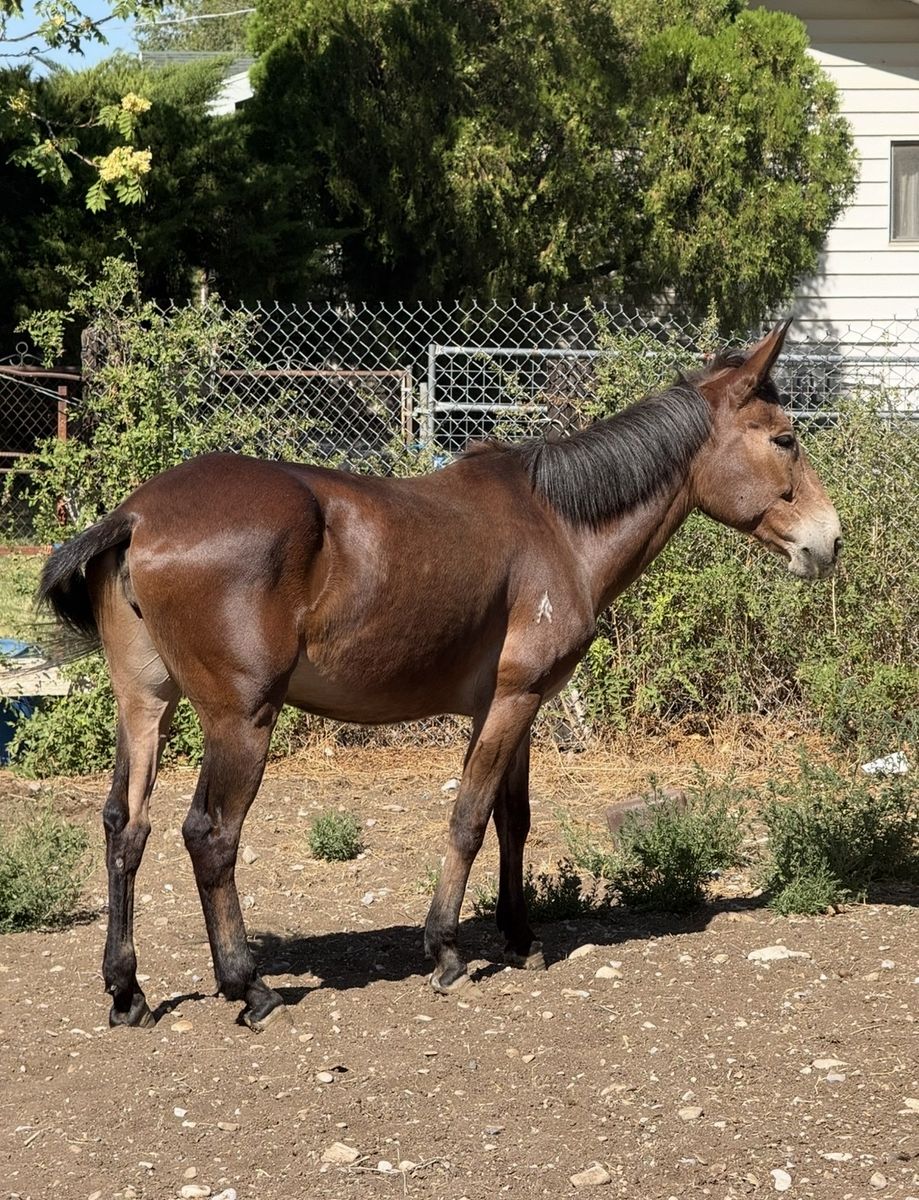 Super Sweet Molly Mule