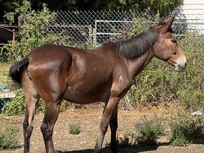 Super Sweet Molly Mule