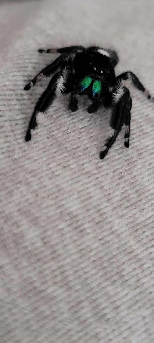 Adorable Regal Male Jumping Spider