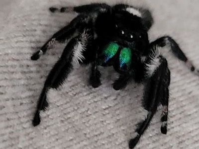 Adorable Regal Male Jumping Spider