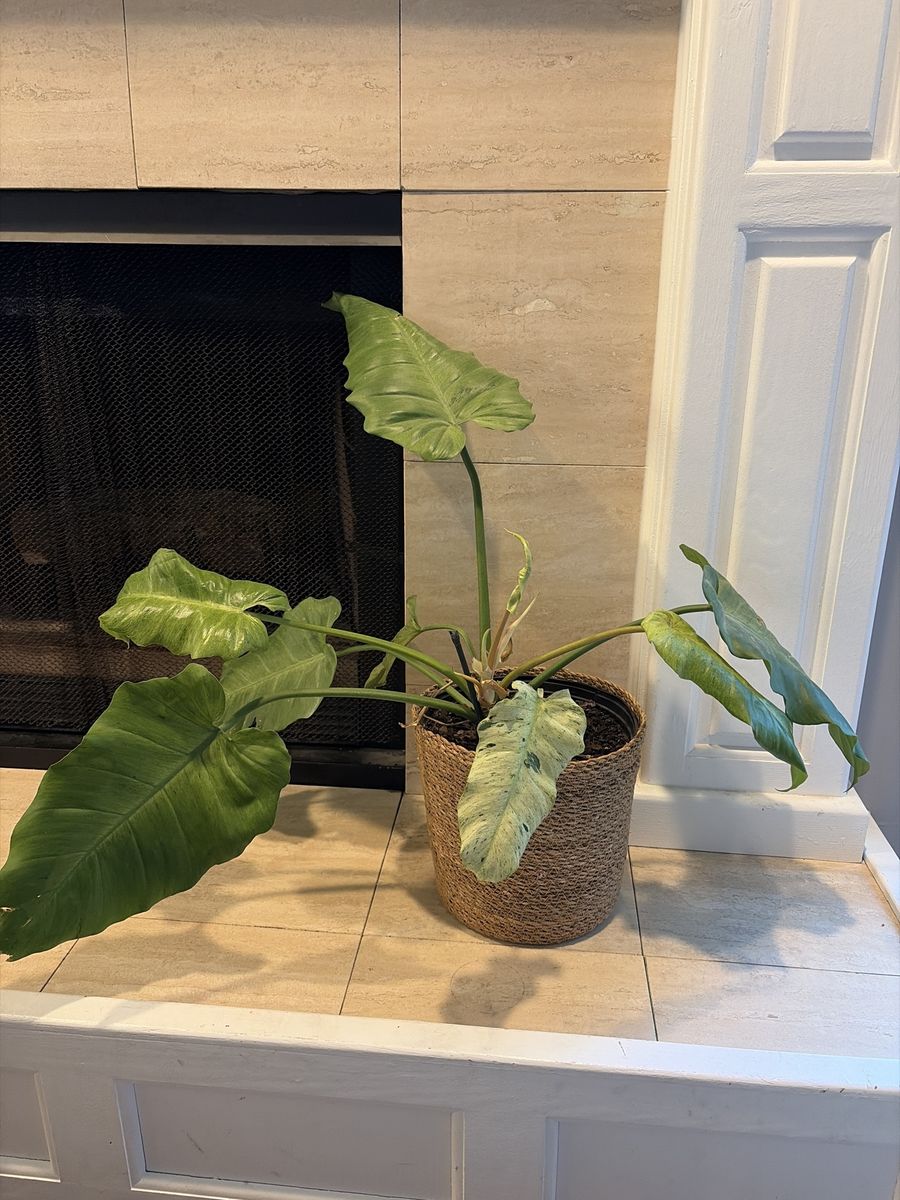 Large Variegated Philodendron Plant in Woven Pot - Unique Green & White Foliage