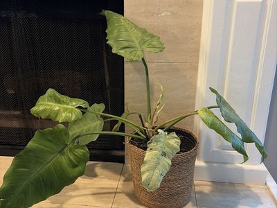 Large Variegated Philodendron Plant in Woven Pot - Unique Green & White Foliage