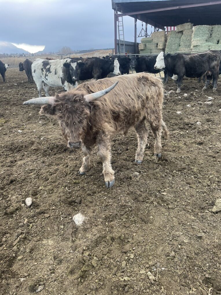 Highlander Steer