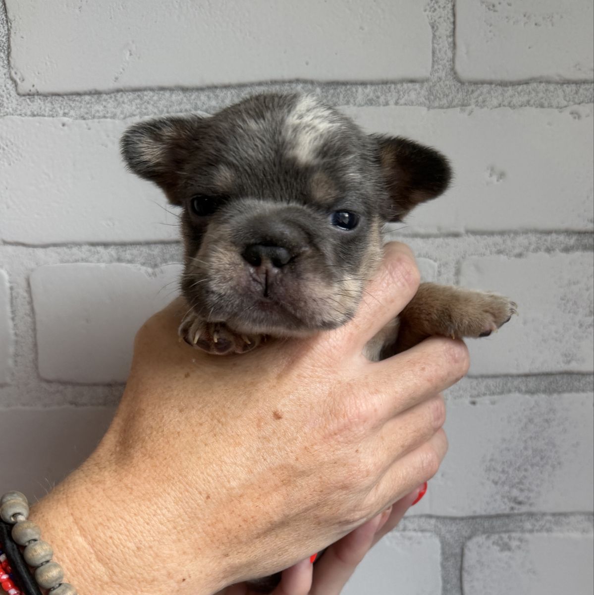 French bulldog puppies