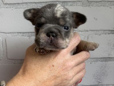 French bulldog puppies