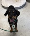 A163829 Briar, Available for Adoption