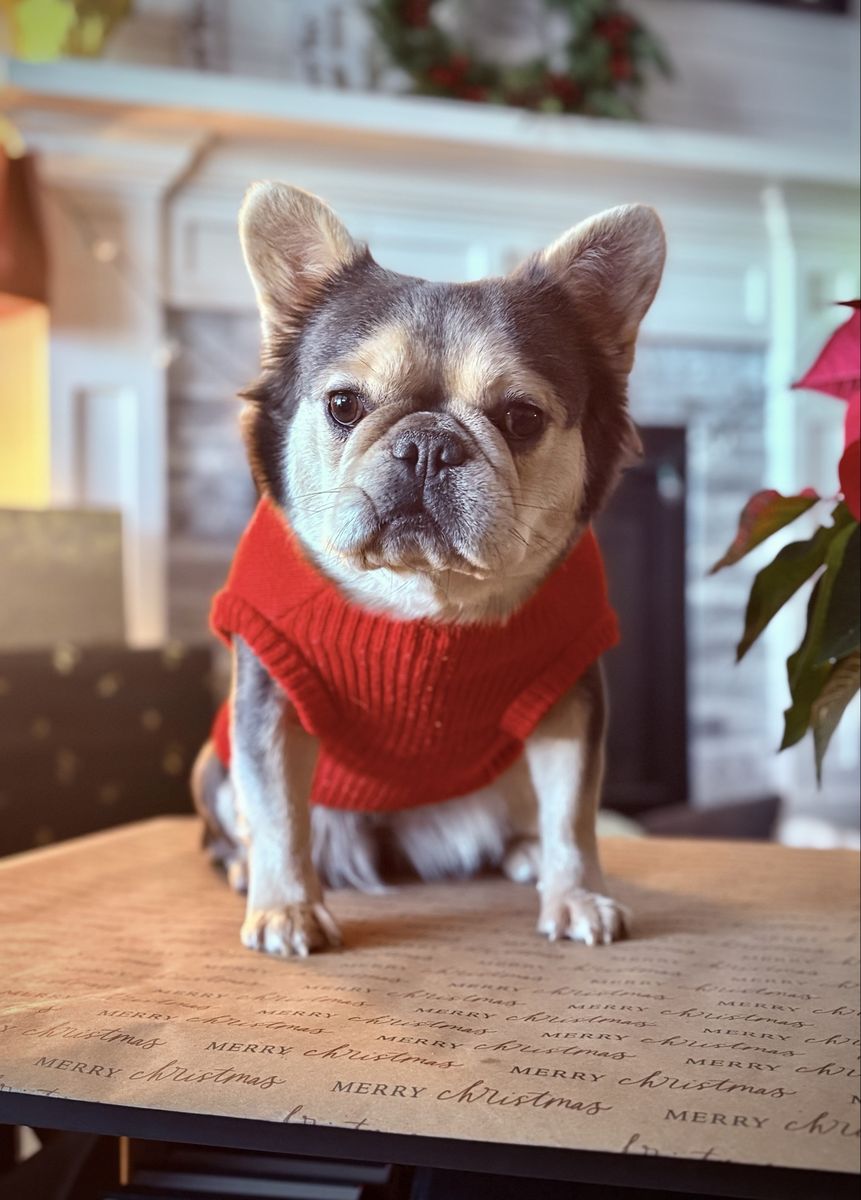 AKC Titled Fluffy French Bulldog Female