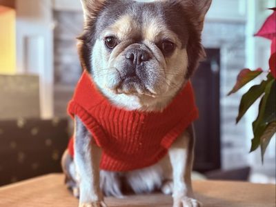 AKC Titled Fluffy French Bulldog Female