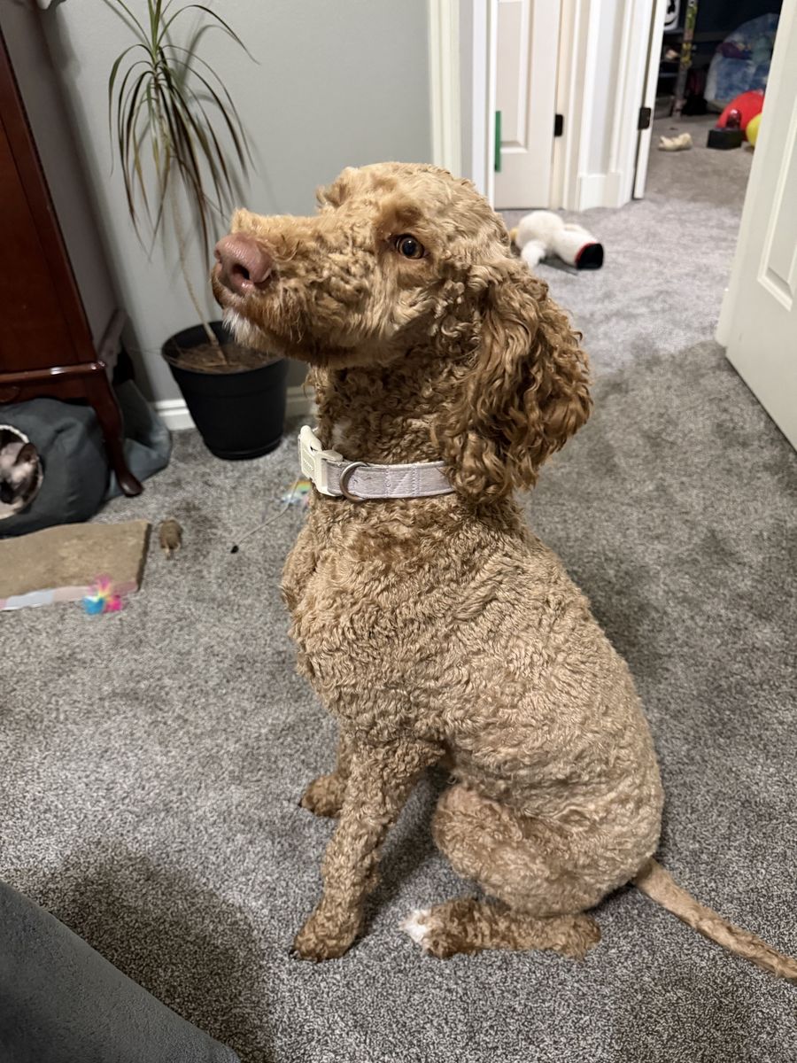 Sweetest Female standard poodle
