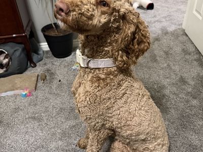 Sweetest Female standard poodle