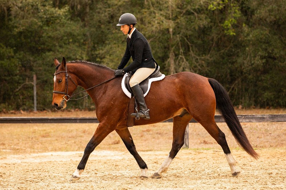 bay Warmblood gelding.