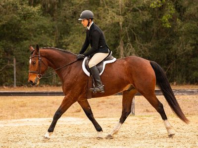 bay Warmblood gelding.