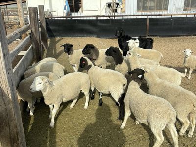 White Dorper Sheep