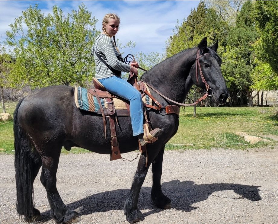 15" Half Draft Trail Saddle