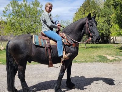 15" Half Draft Trail Saddle