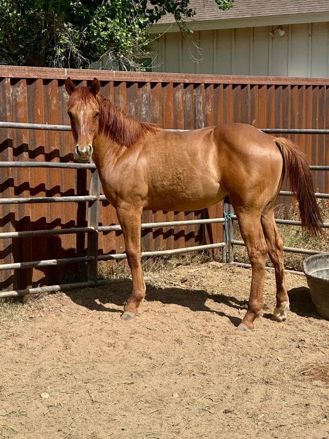 AQHA Red Dun Colt