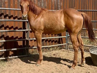 AQHA Red Dun Colt