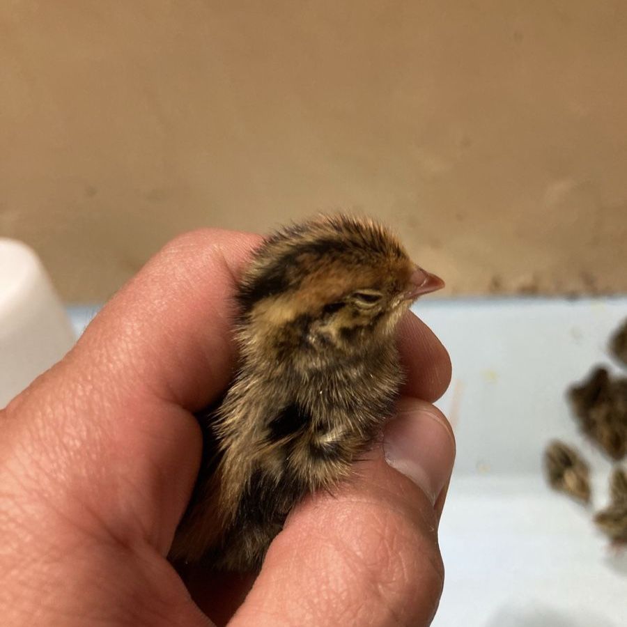 Coturnix Quail Chicks