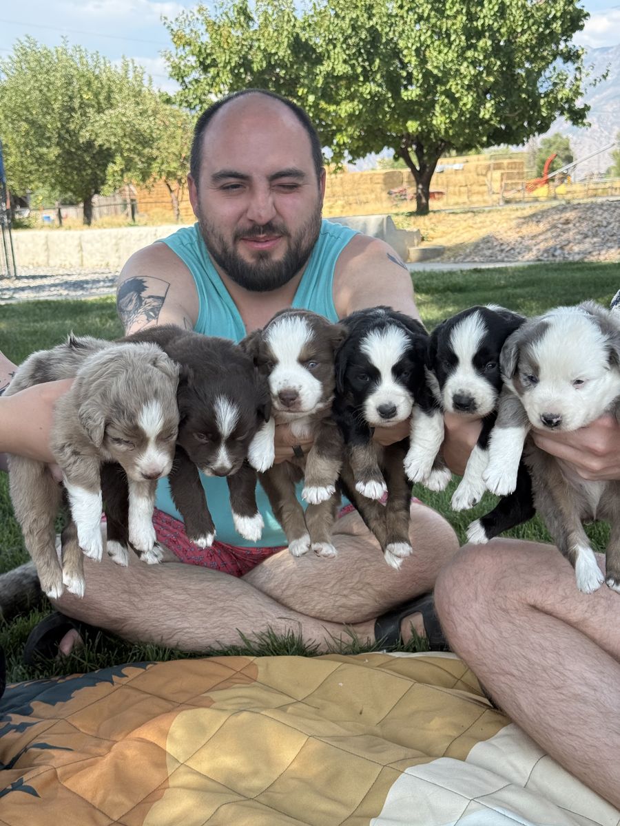 Miniature Australian Shepherd Mini Aussie ASDR