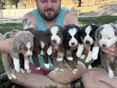 Miniature Australian Shepherd Mini Aussie ASDR