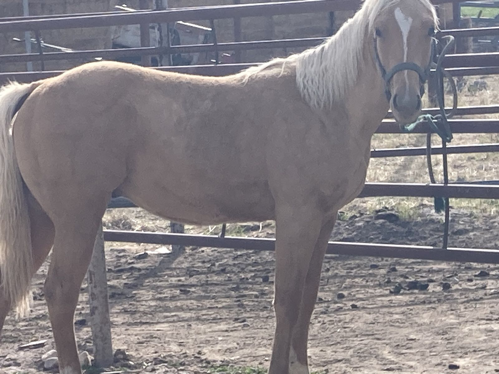 Yearling horse colt