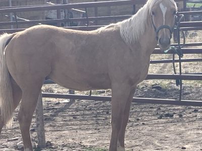 Yearling horse colt
