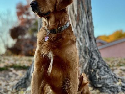 AKC OFA DNA DARK RED GOLDEN RETRIEVER FOR STUD
