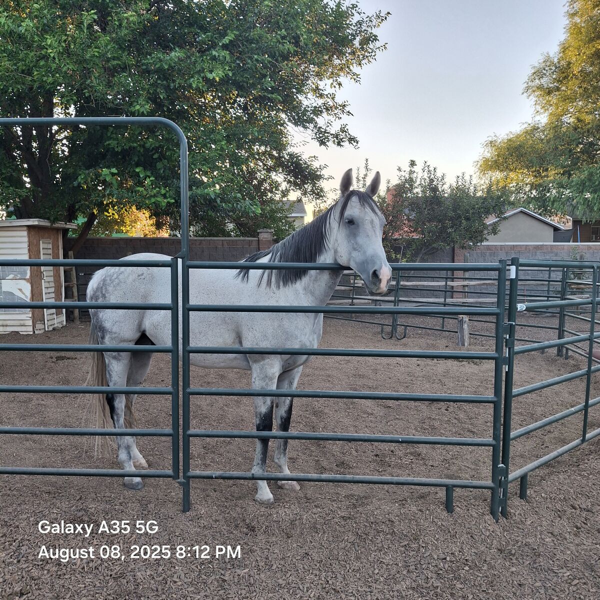 Athletic Tall Gray / Grey Thoroughbred.