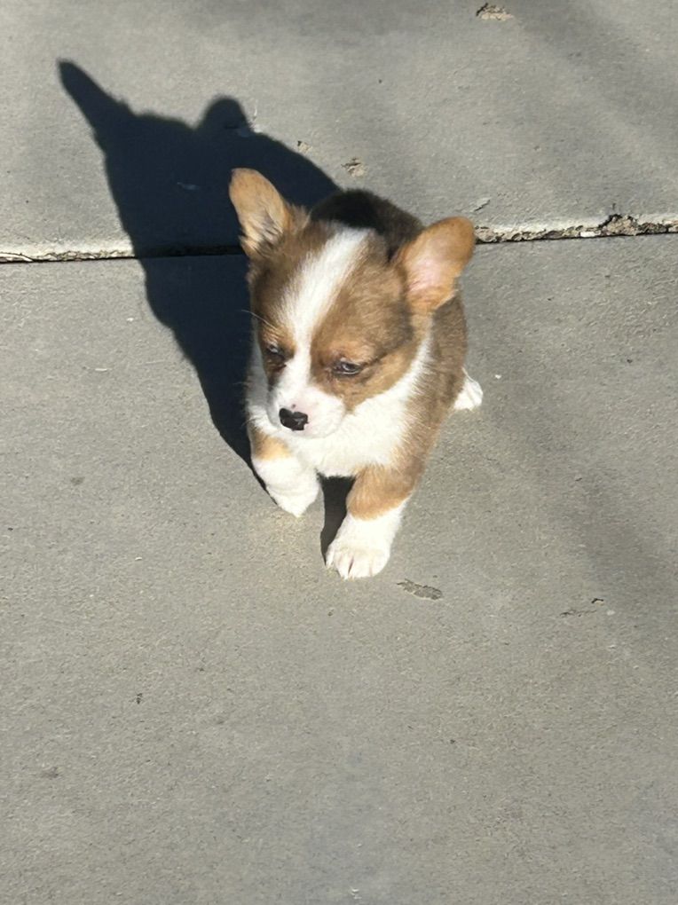 Corgi Puppies