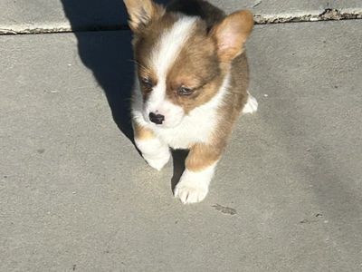 Corgi Puppies