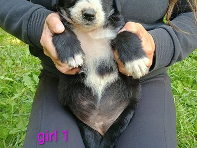Giant Schnauzer/Border Collie Puppies