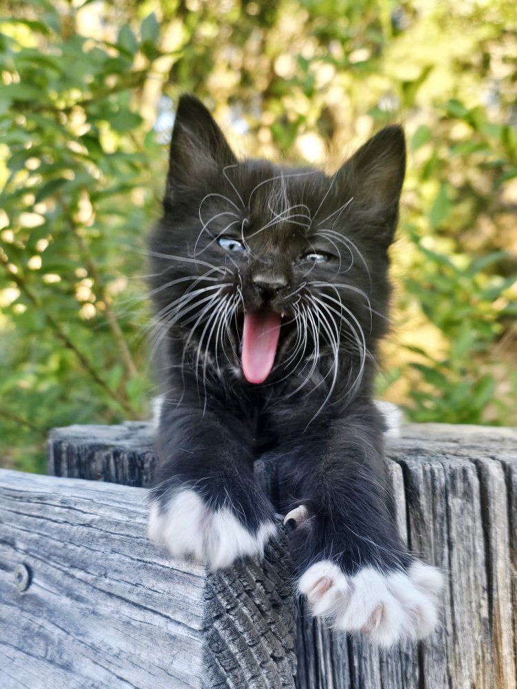 Adorable Kitten For Sale Near Cedar City Ut.