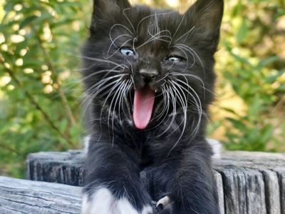 Adorable Kitten For Sale Near Cedar City Ut.