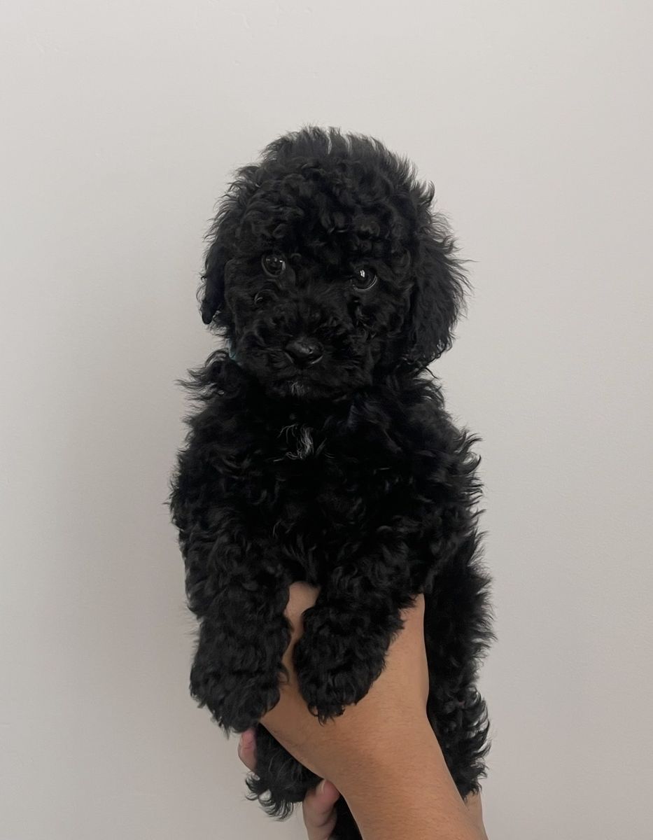 Puppy