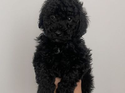 Puppy