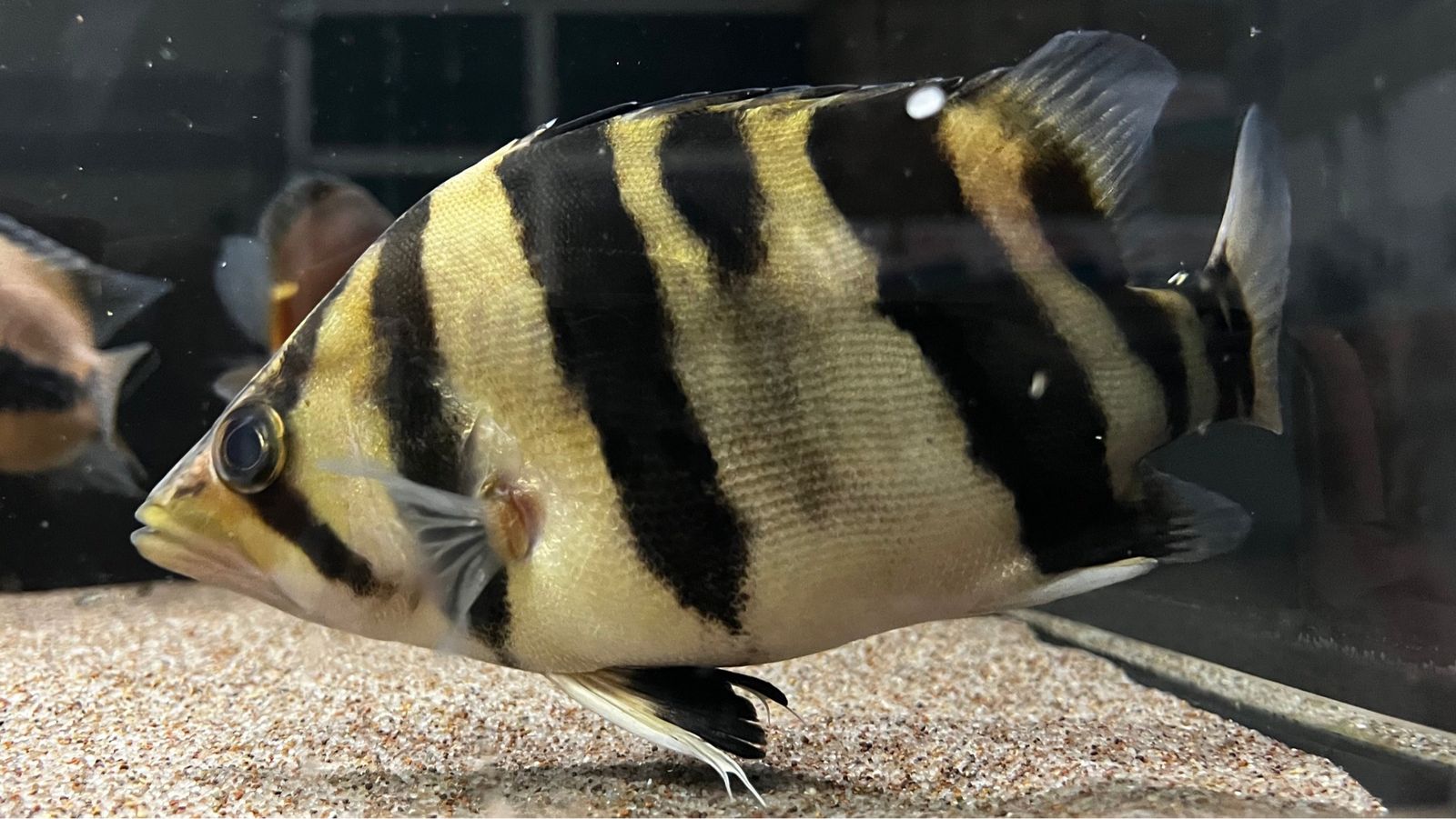 Indo Tiger Mix Bar Datnoid