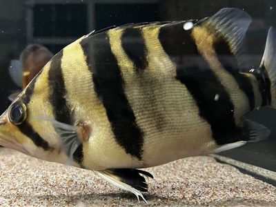 Indo Tiger Mix Bar Datnoid