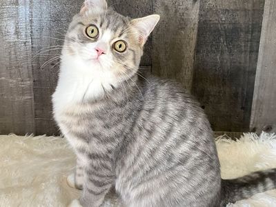2 ND English Muffin kittens! ( Topaz Ragdoll x British Shorthair )