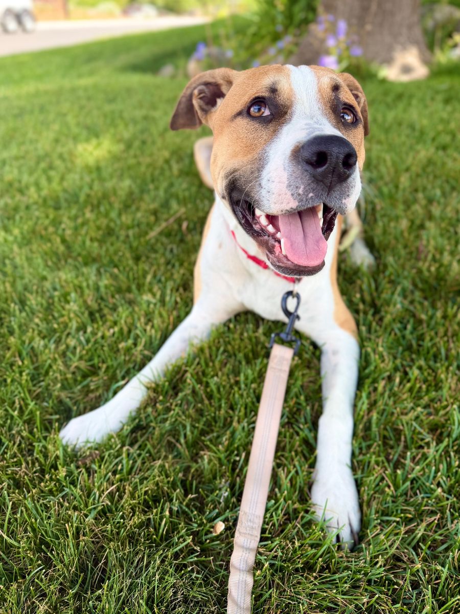 Dill is looking for a home!