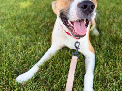 Dill is looking for a home!
