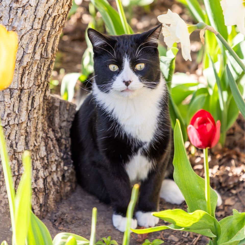Missing Tux CAT please help!