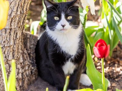 Missing Tux CAT please help!